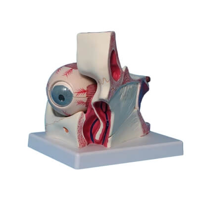 Увеличенная модель человеческого глаза Corpo de Oculus-2